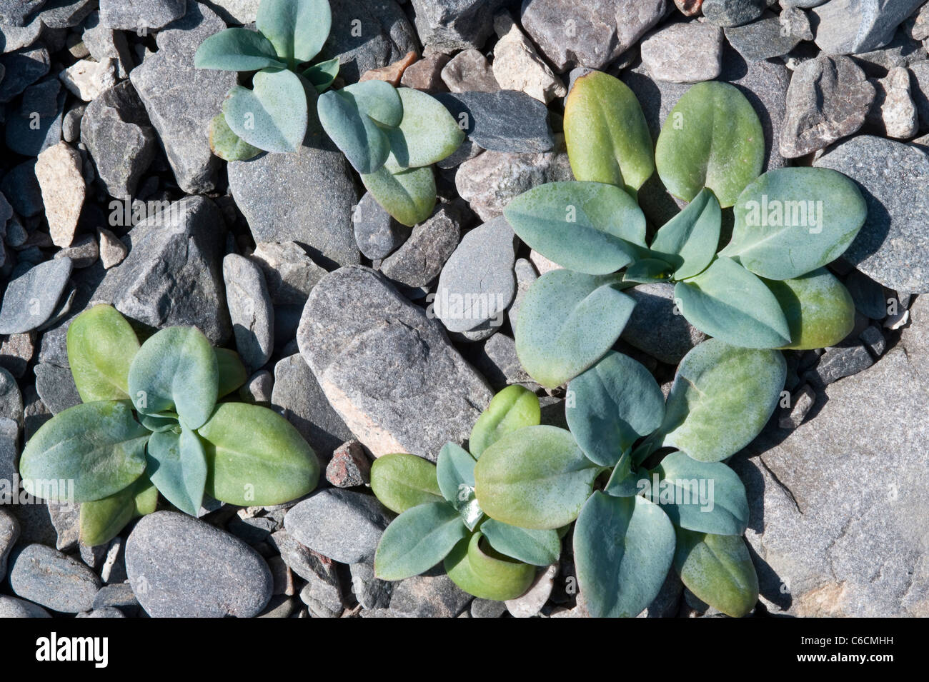 Oyster Plant (Mertensia maritima) one-two years old plants growing on shingle southern cost Fair Isle Shetlands Scotland UK Stock Photo