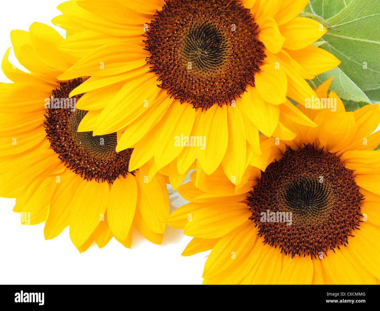 Sunflowers isolated on the white background Stock Photo - Alamy