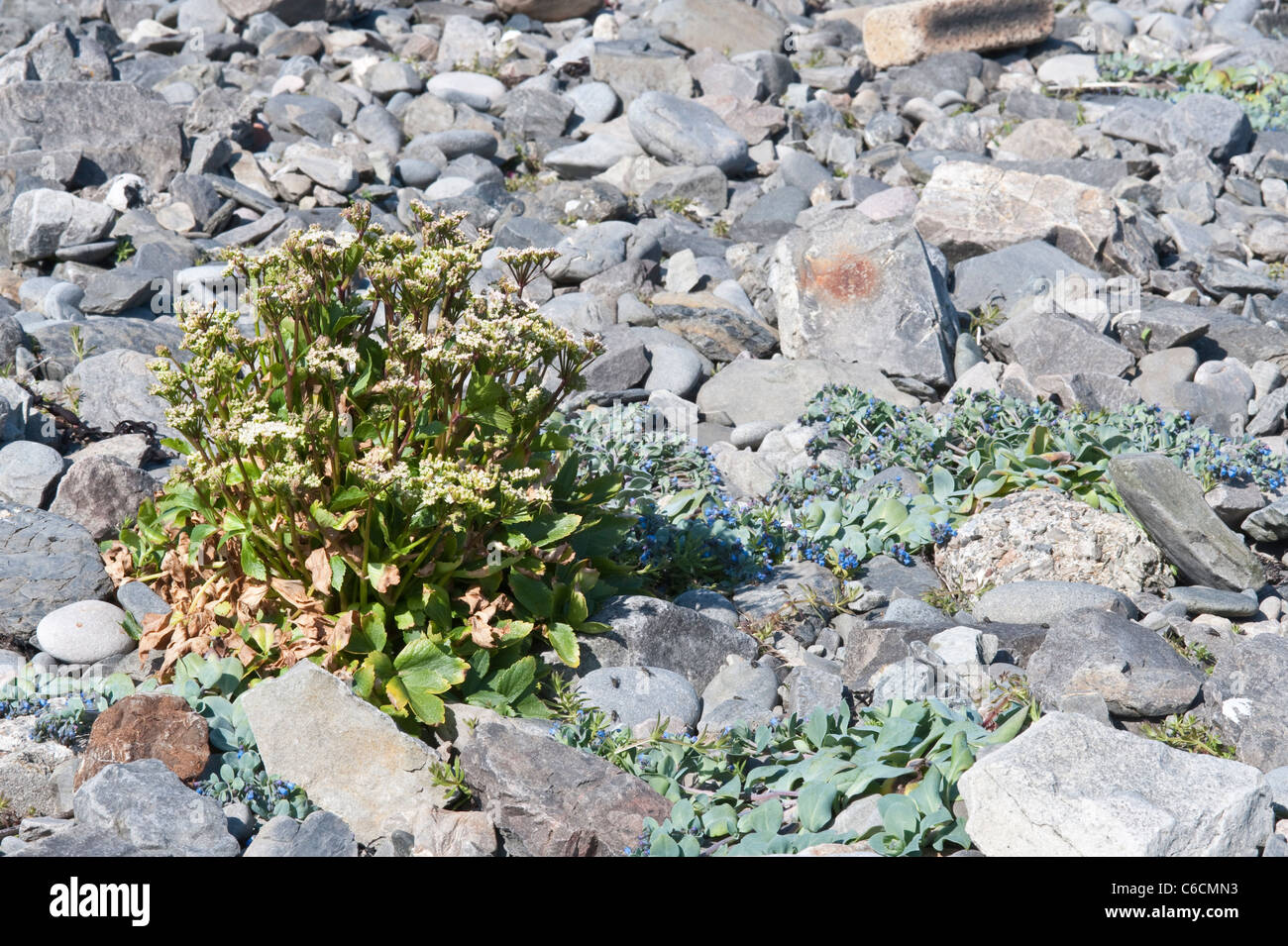 Ligusticum scoticum and Oyster Plant (Mertensia maritima) in flower Fair Isle Shetland Subarctic Archipelago Scotland UK Europe Stock Photo