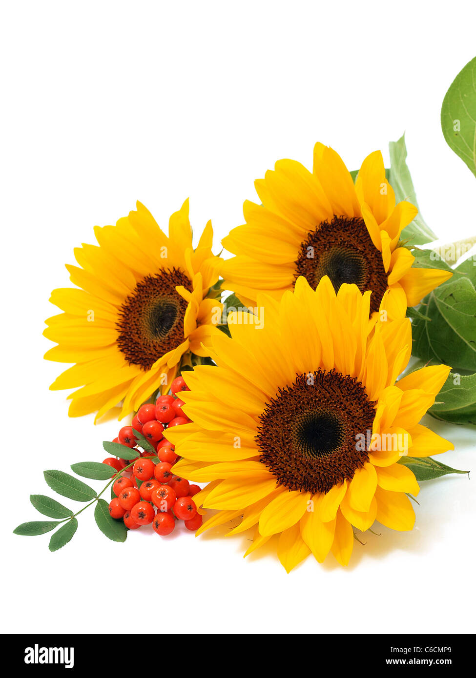 Sunflowers isolated on the white background Stock Photo - Alamy
