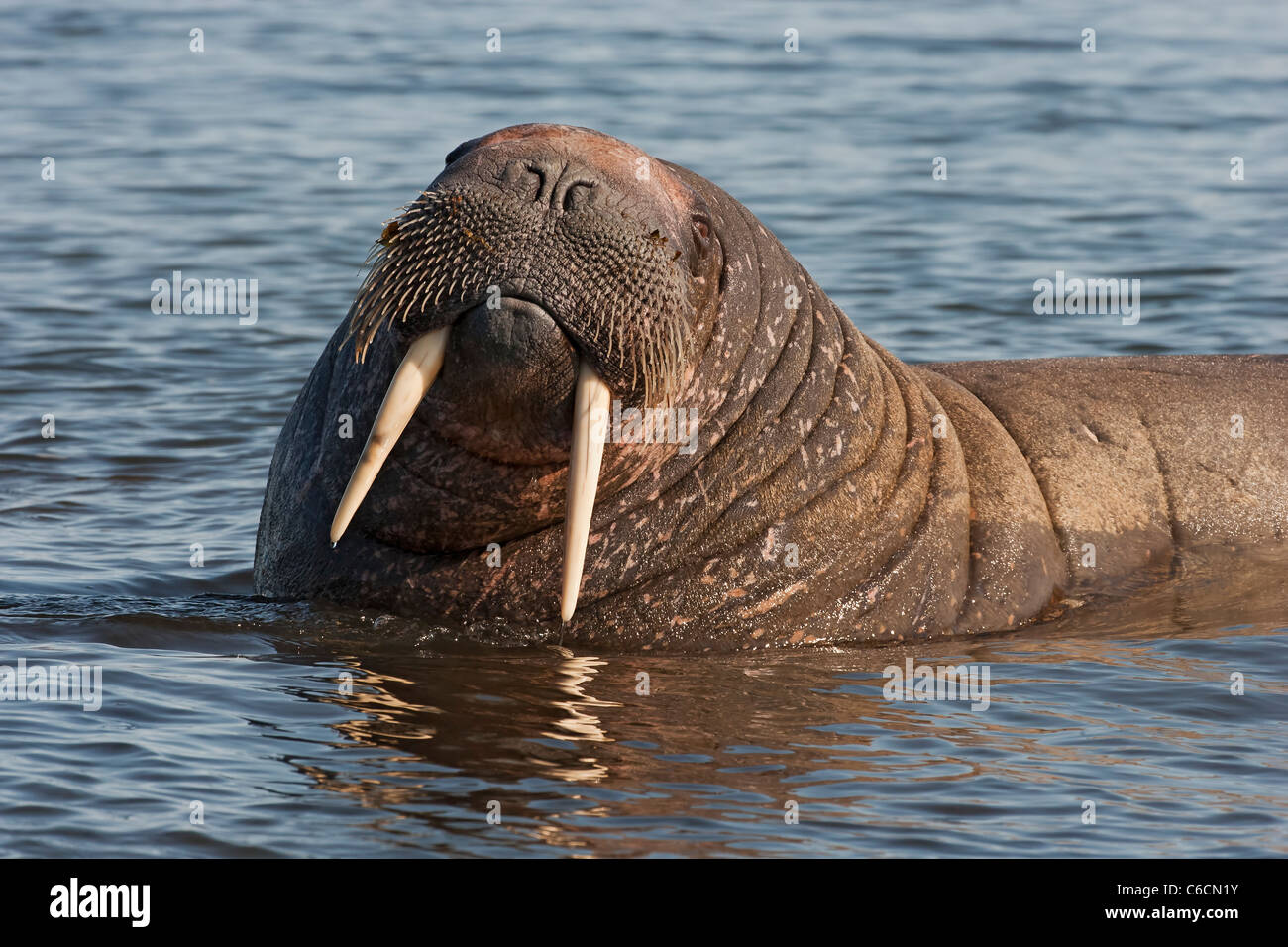 Walrus Odobenus Rosmarus Large Male In Sea Close Up Of Head Showing