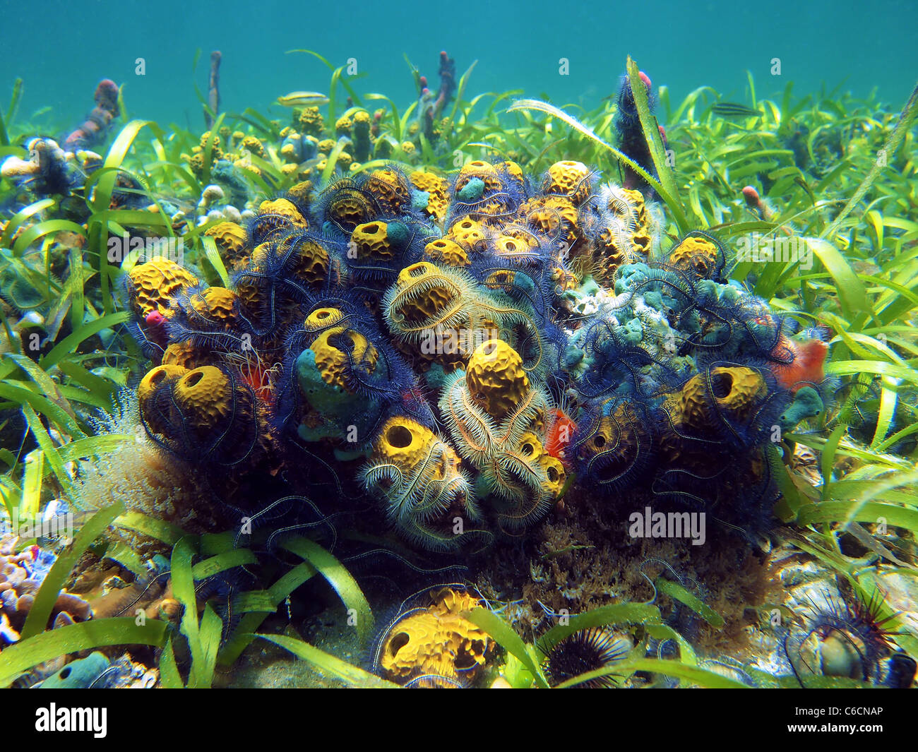 Close-up view of sea sponges bouquet and brittle stars in Bocas del Toro Stock Photo