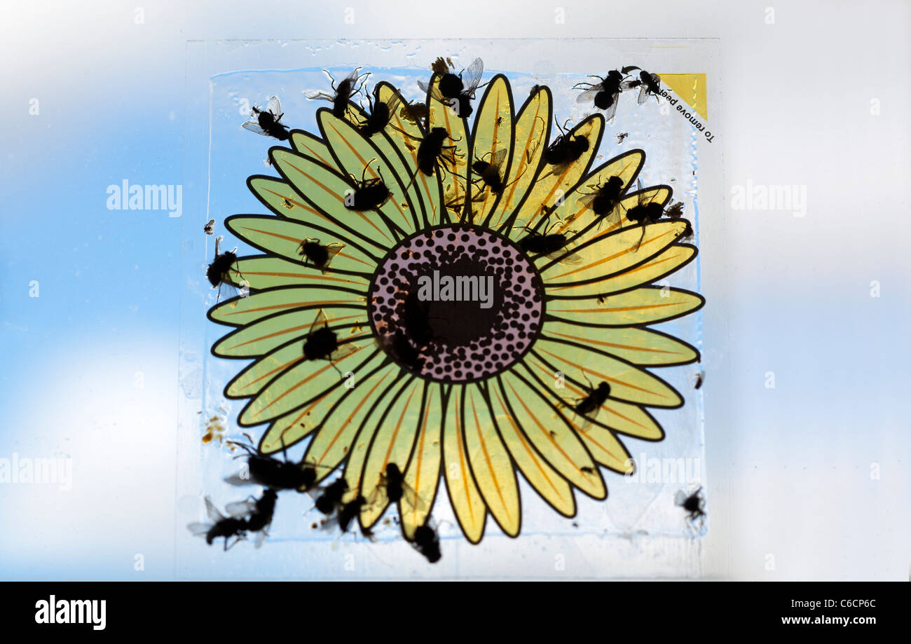 Window Fly Traps Indoor, Sunflower Fly Catcher Window Fly Sticker