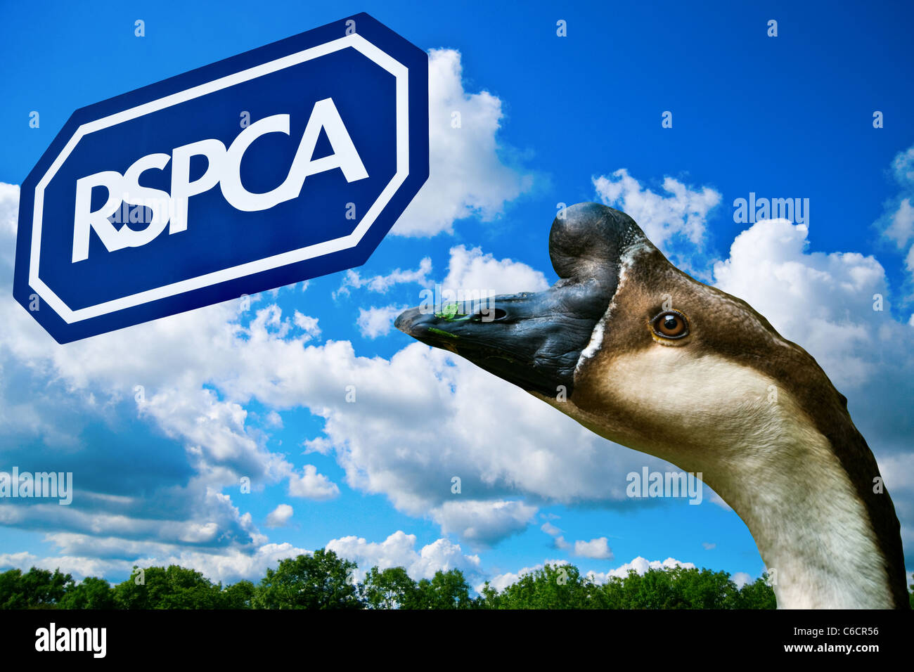 RSPCA logo on blue sky, goose head close up - cut outs placed together., England, UK. View from the side. Close up (macro) Stock Photo