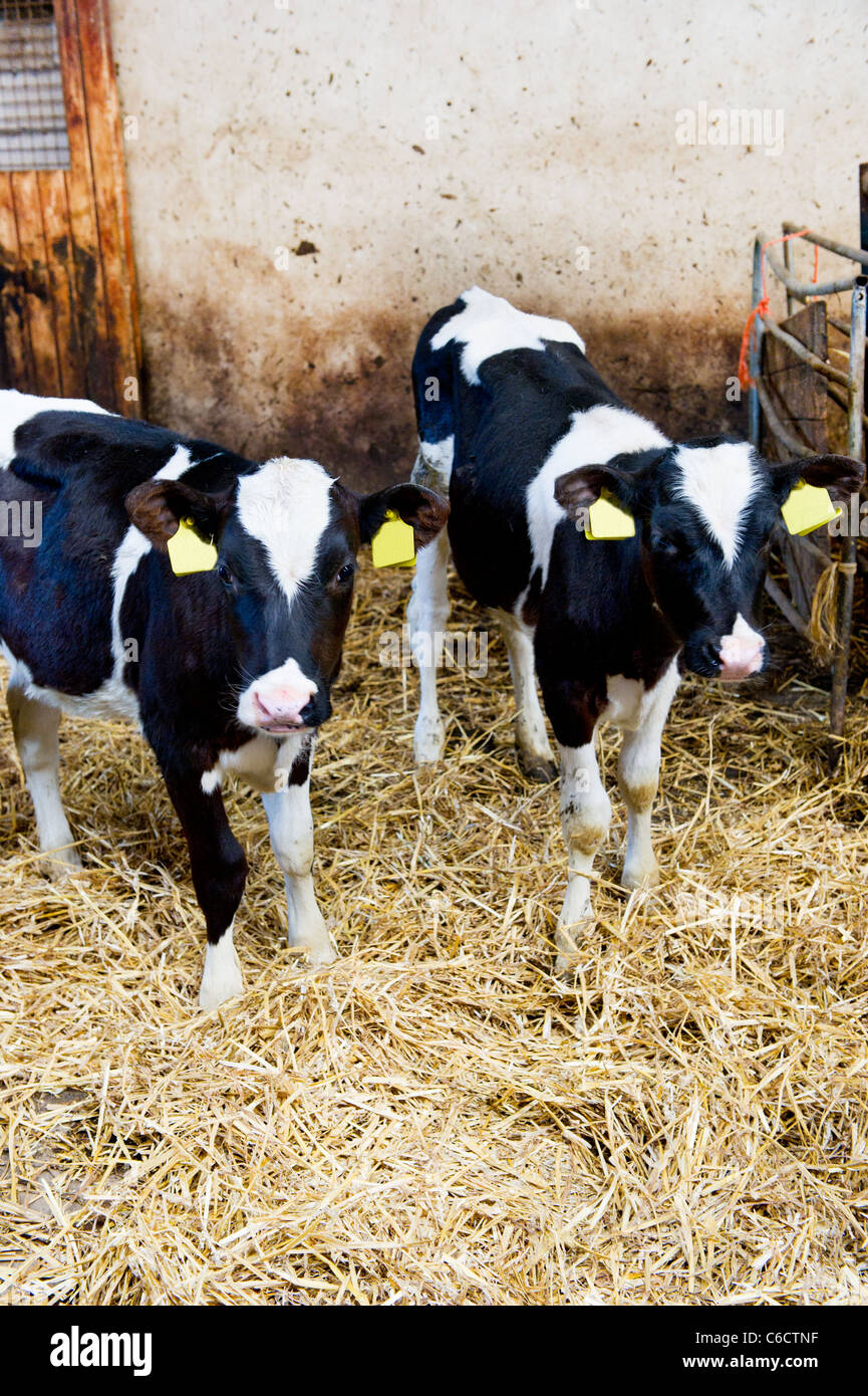 Typical Dutch black and white cows in the stable Stock Photo - Alamy