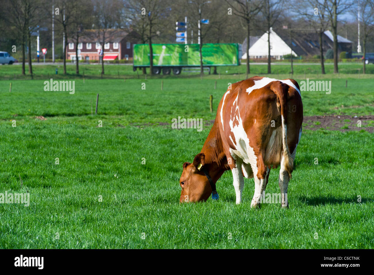 Black and white cows in Dutch landscape with green meadows Stock Photo ...