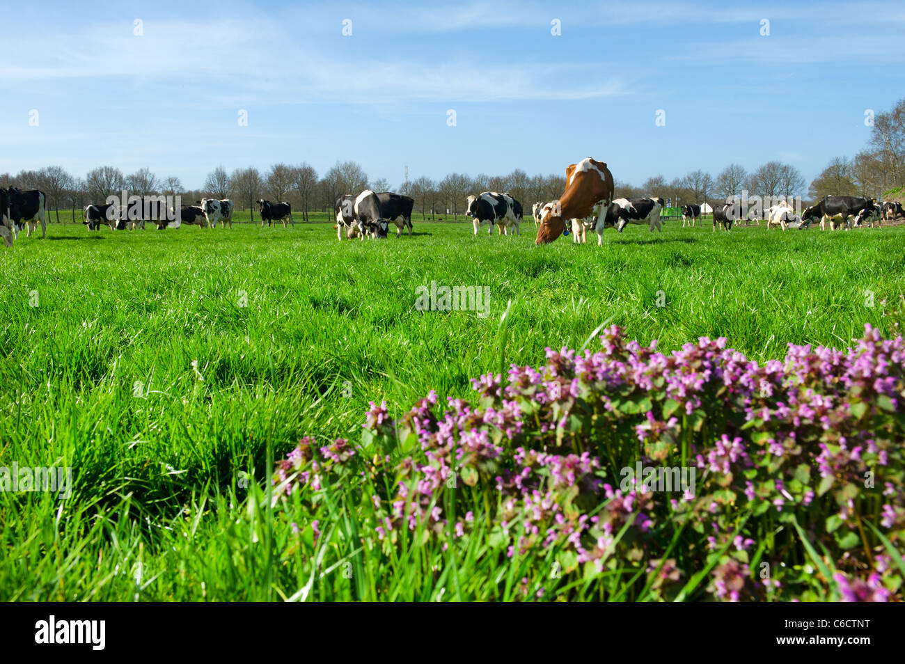 Black and white cows in Dutch landscape with green meadows Stock Photo ...