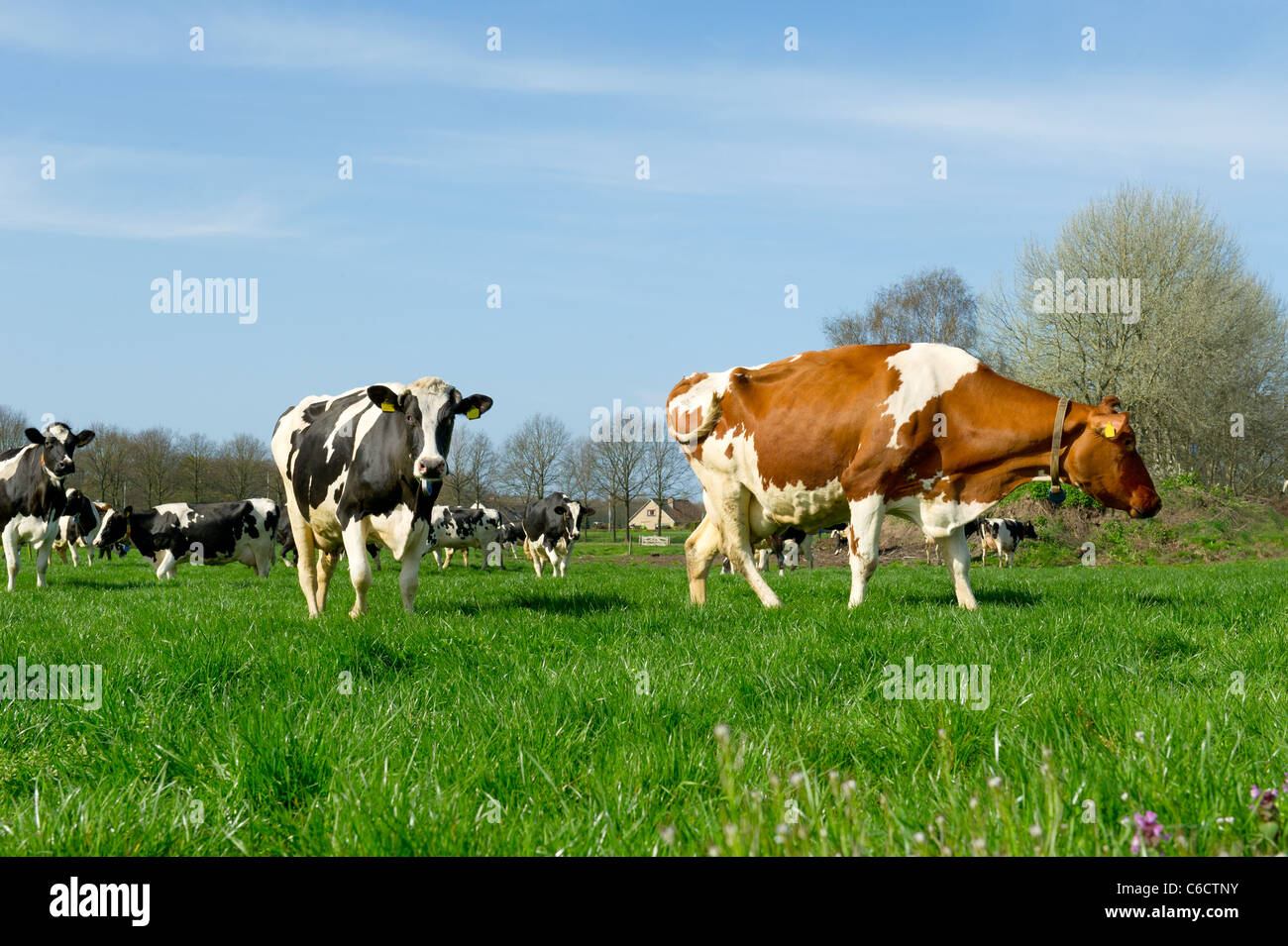 Black and white cows in Dutch landscape with green meadows Stock Photo ...