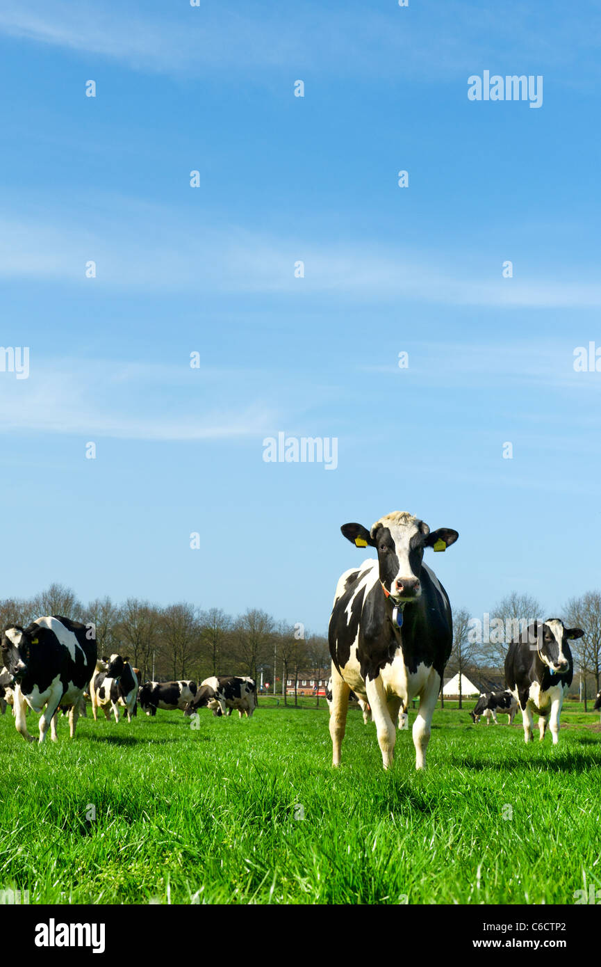 Black and white cows in Dutch landscape with green meadows Stock Photo ...