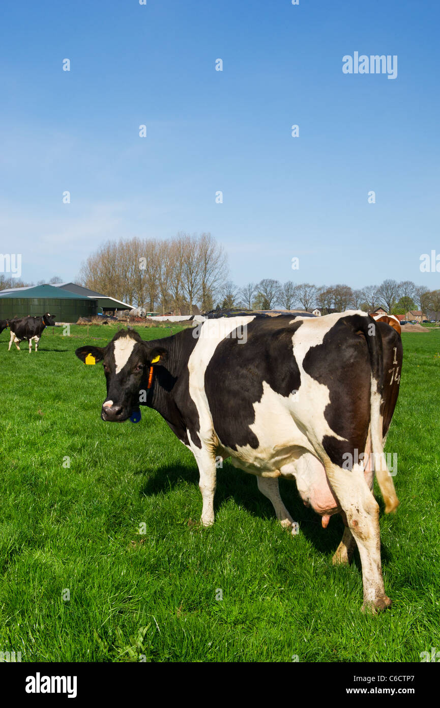 Black and white cows in Dutch landscape with green meadows Stock Photo ...