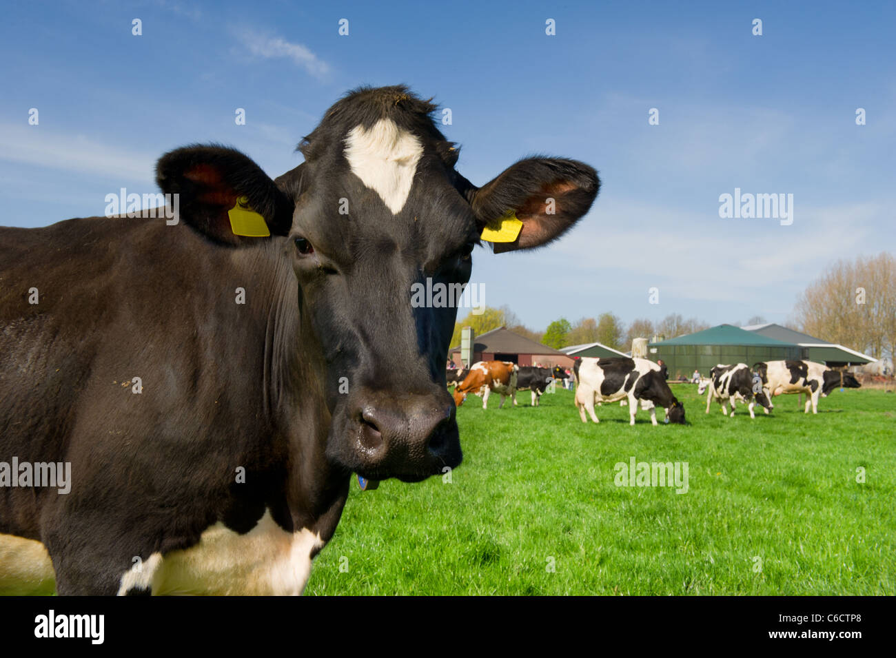 Black and white cows in Dutch landscape with green meadows Stock Photo ...
