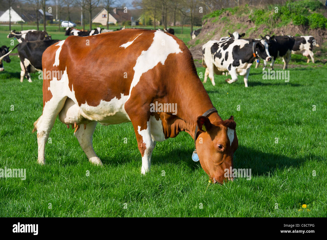 Black and white cows in Dutch landscape with green meadows Stock Photo ...