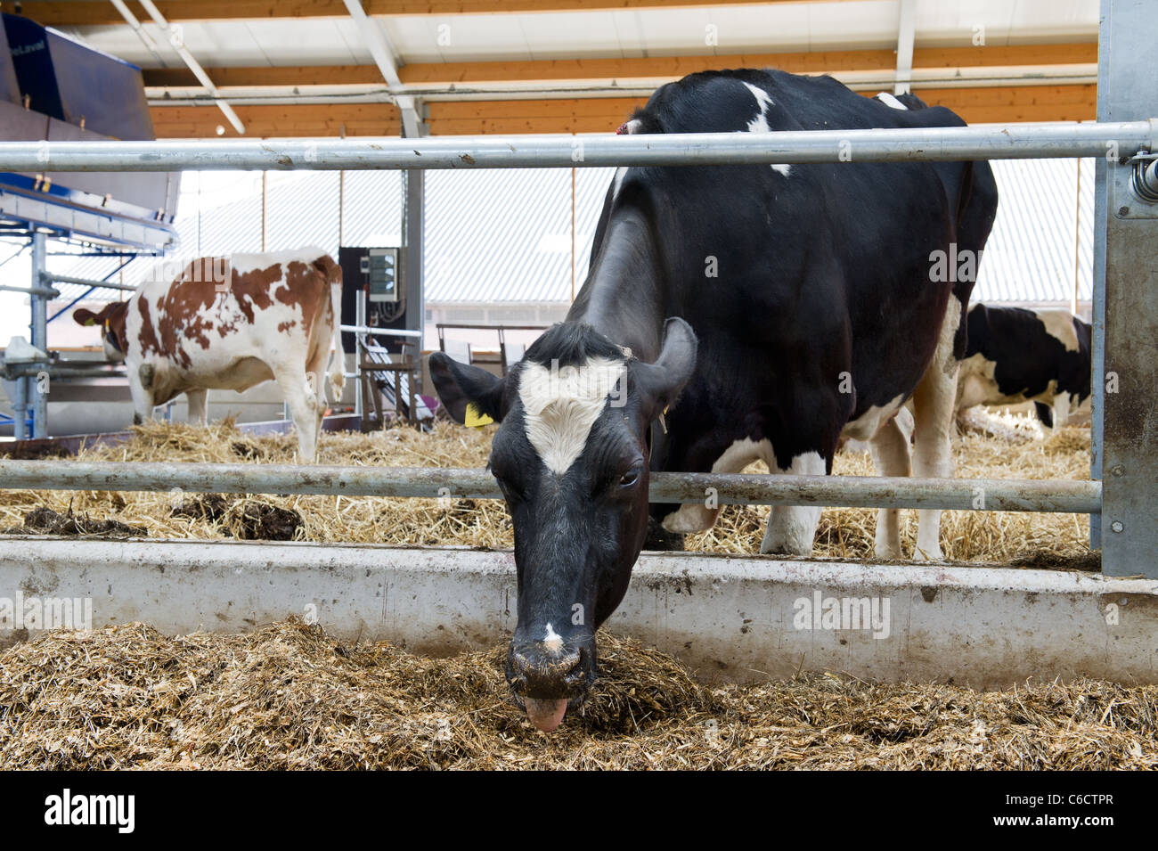 Typical Dutch black and white cows in the stable Stock Photo - Alamy