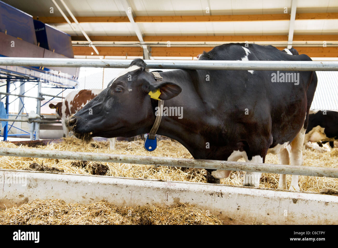 Typical Dutch black and white cows in the stable Stock Photo - Alamy