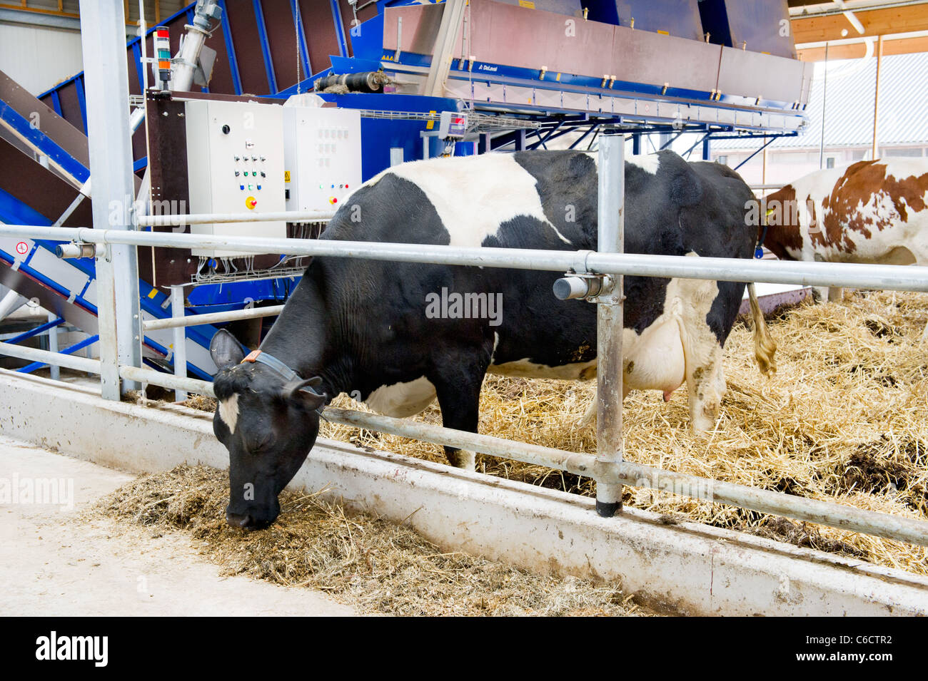 Typical Dutch black and white cows in the stable Stock Photo - Alamy