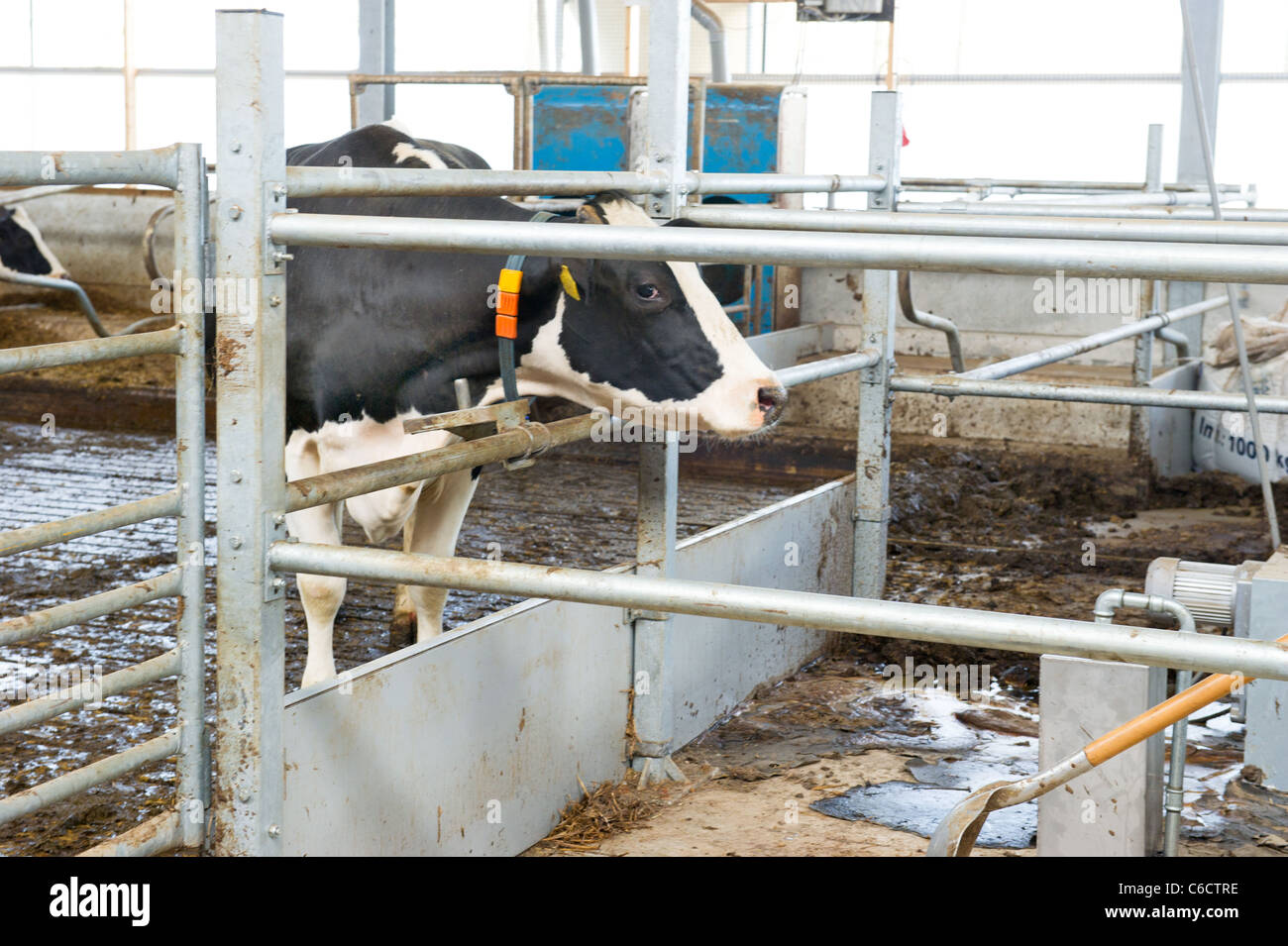 Typical Dutch black and white cows in the stable Stock Photo - Alamy