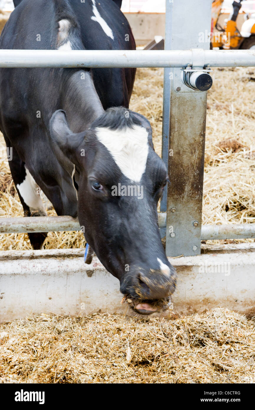 Typical Dutch black and white cows in the stable Stock Photo - Alamy