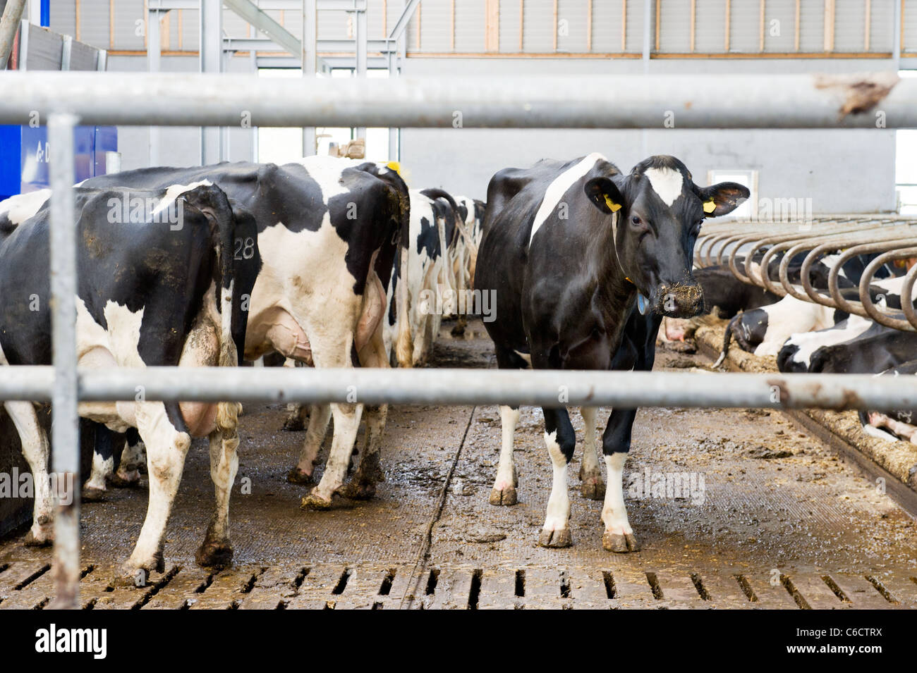 Typical Dutch black and white cows in the stable Stock Photo - Alamy