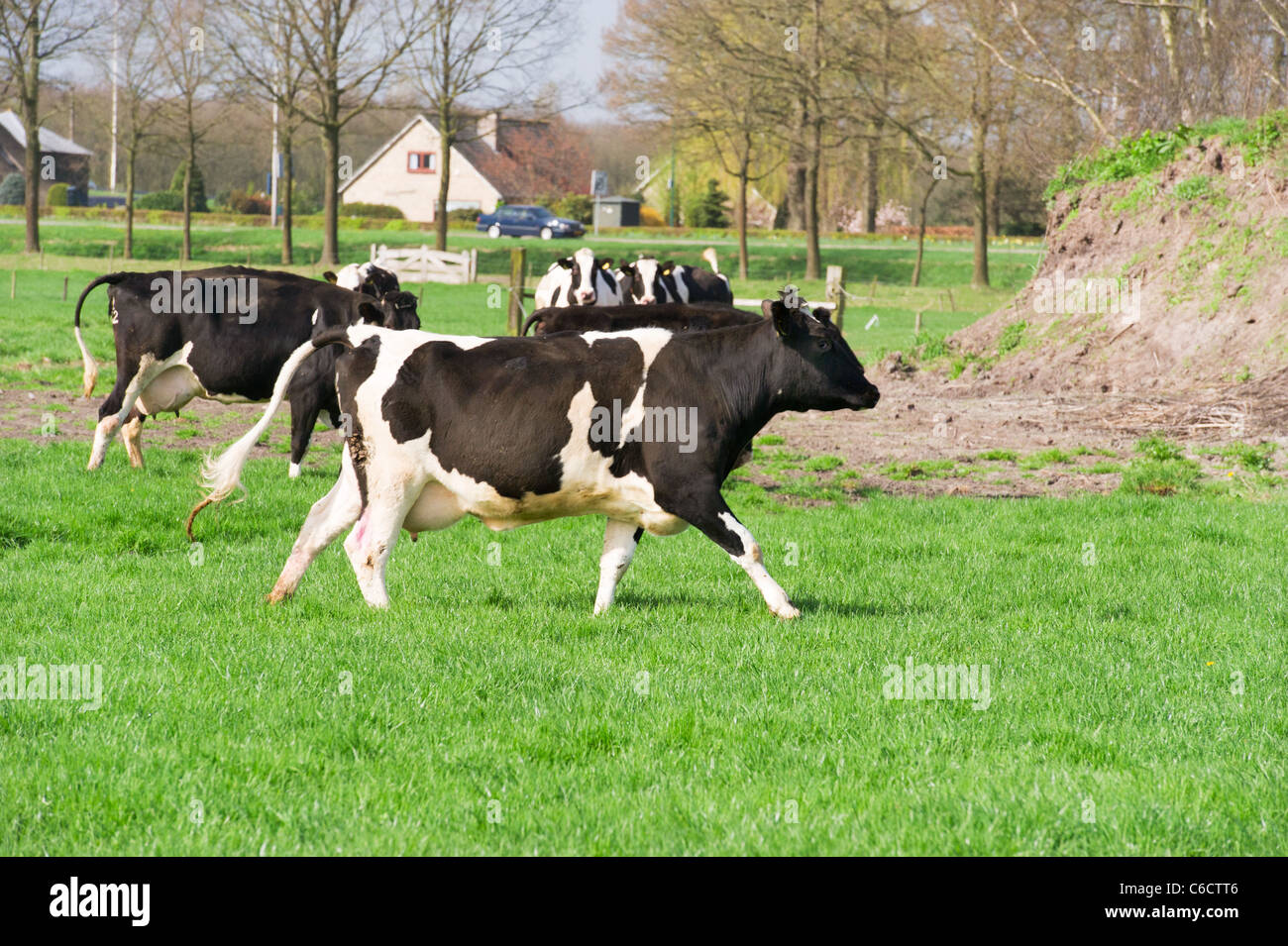 Black and white cows in Dutch landscape with green meadows Stock Photo ...