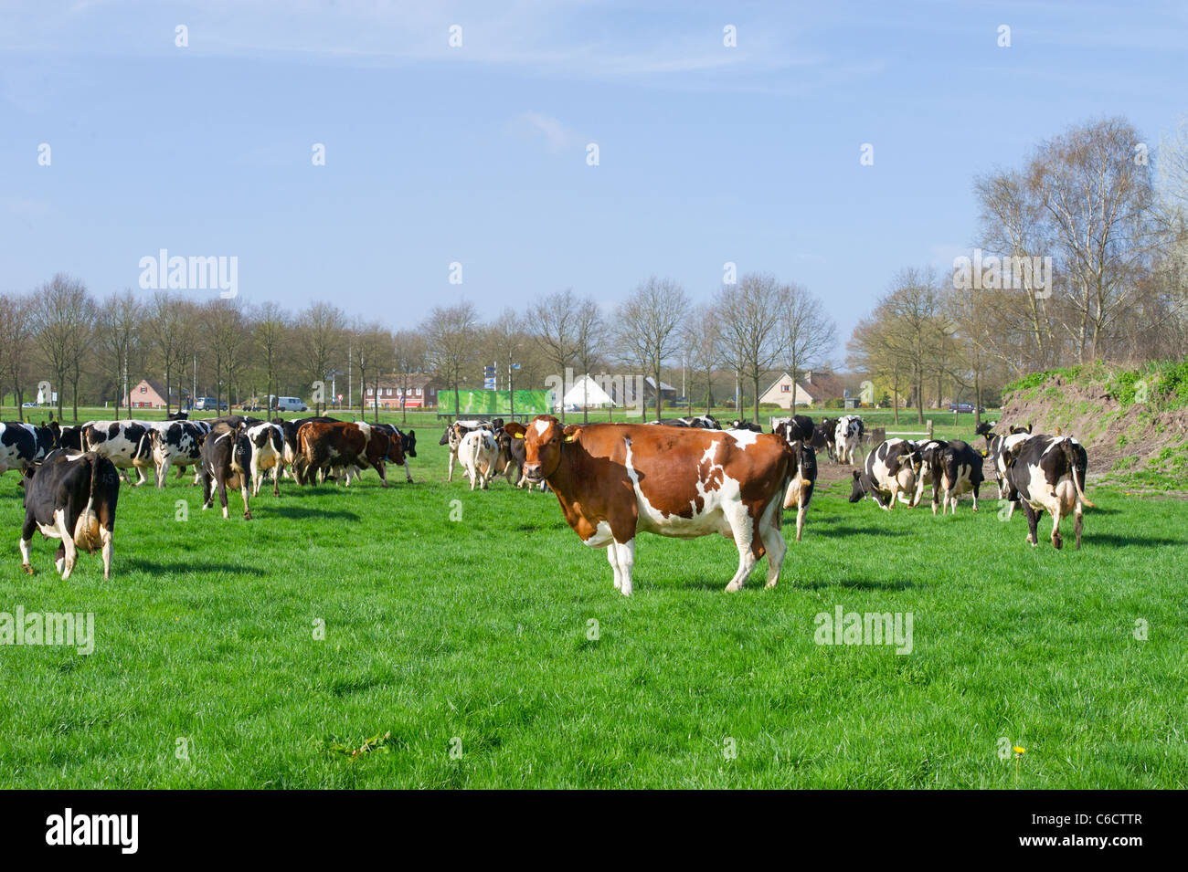 Black and white cows in Dutch landscape with green meadows Stock Photo ...
