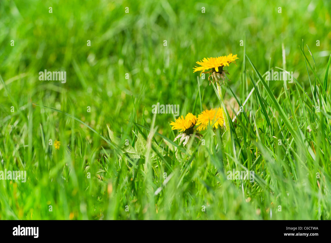 Yellow Hawk bites in the green grass Stock Photo