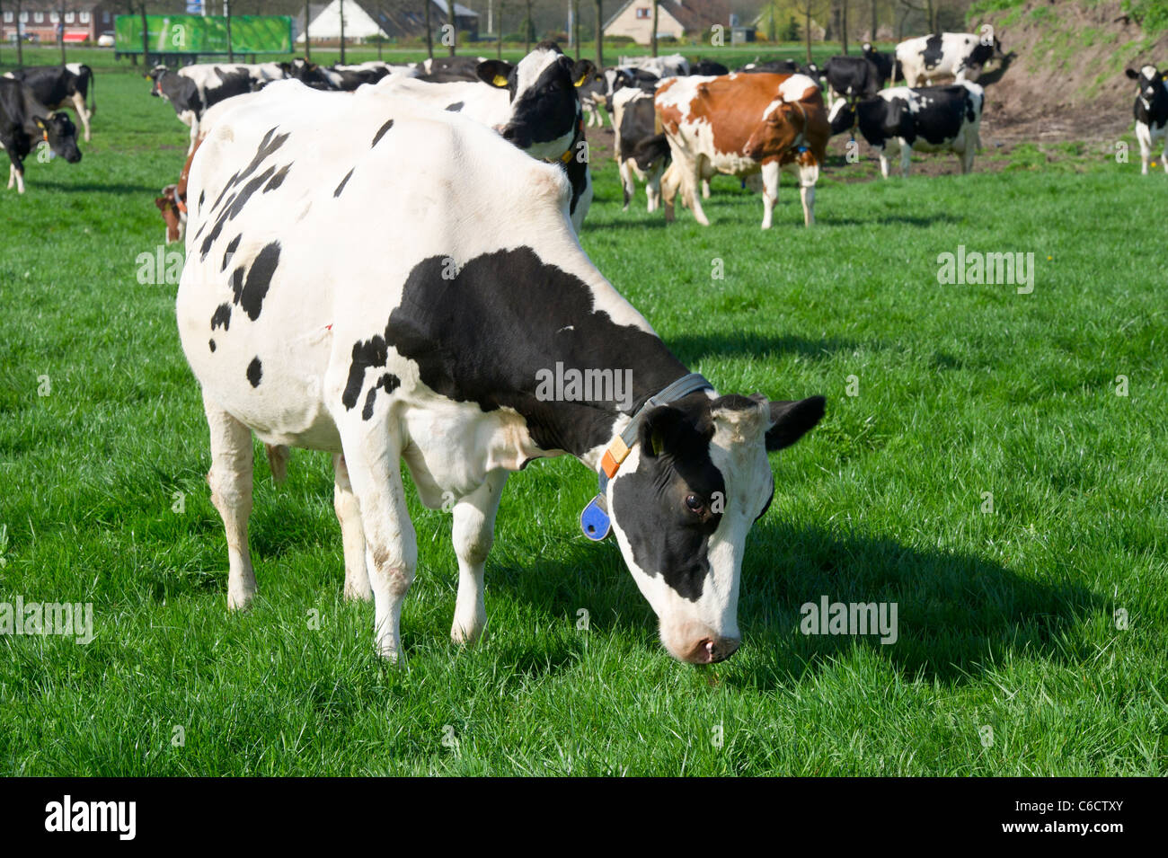 Black and white cows in Dutch landscape with green meadows Stock Photo ...