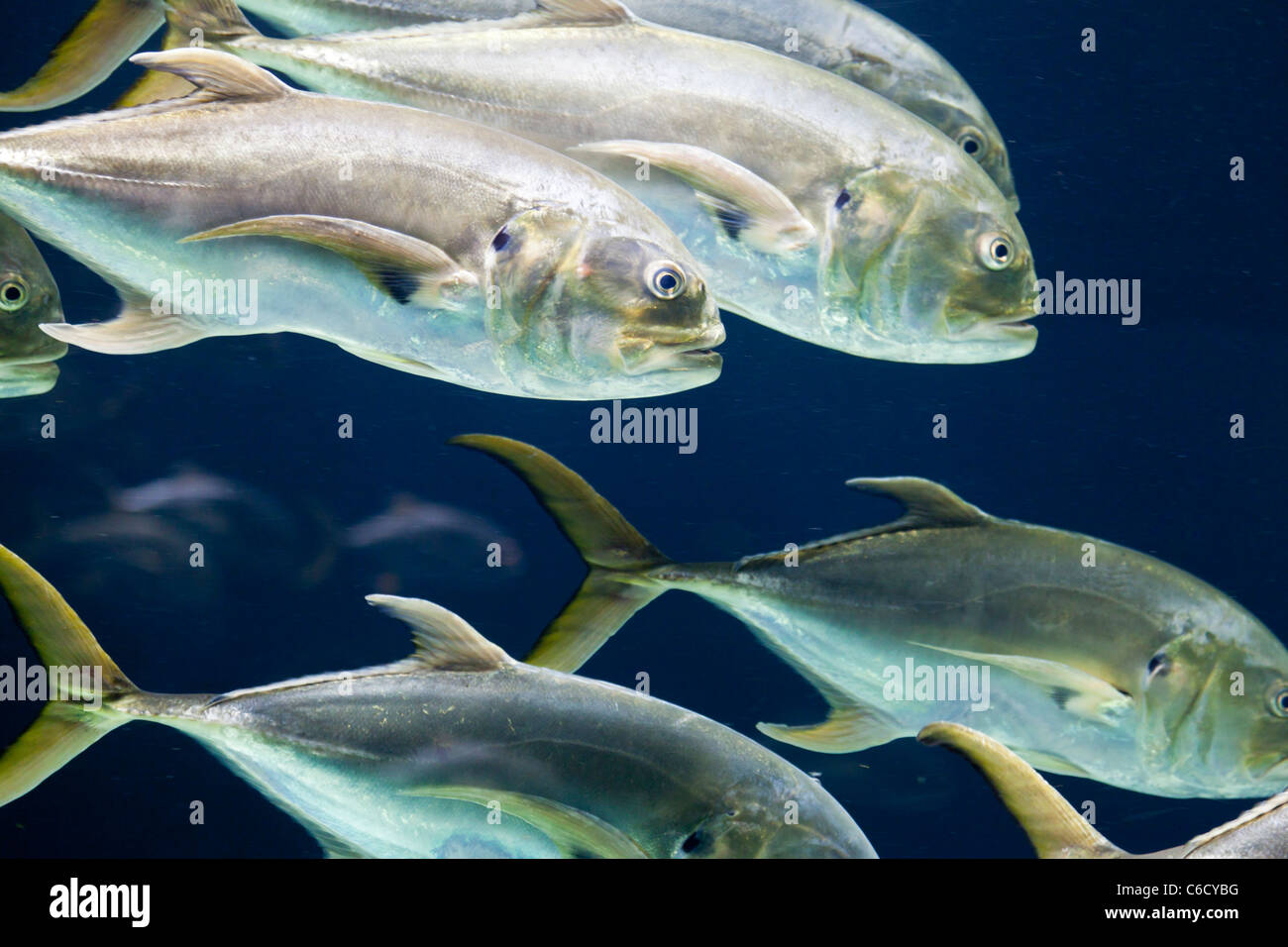 Blue jack fish hires stock photography and images Alamy