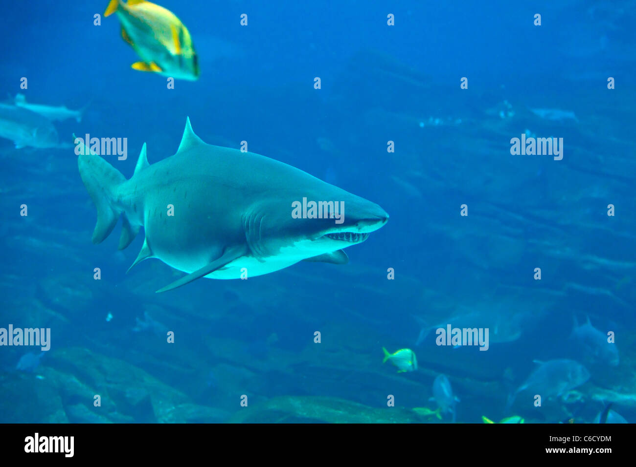 Tiger shark Stock Photo