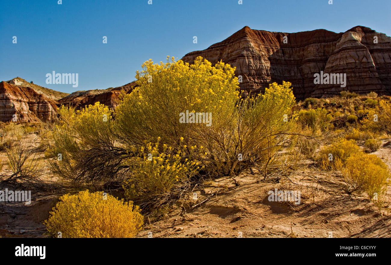 Sagebrush in bloom at the Great Staircase Escalante National Monument