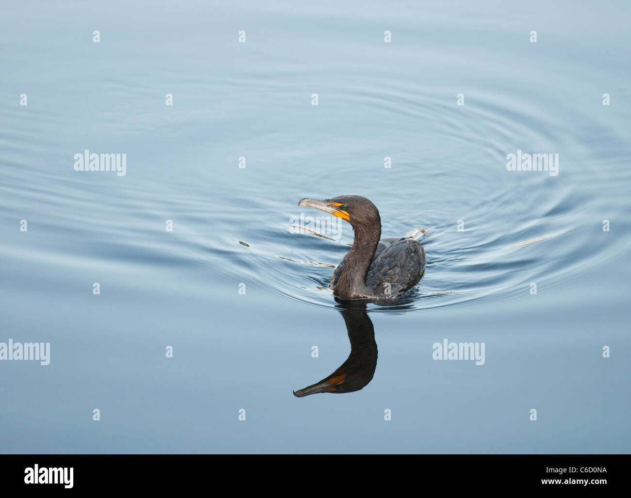 Cormorant swimming on the  Haines Creek River in Lake County Leesburg, Florida USA. Stock Photo