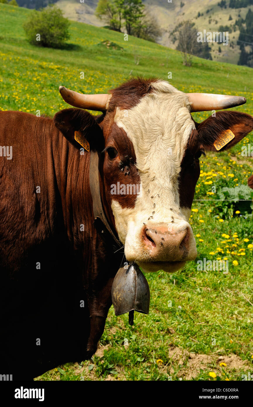 abondance cow grazing in a pasture near the village of Hauteluce in Beaufortain region, French Alps, Savoie, Europe Stock Photo