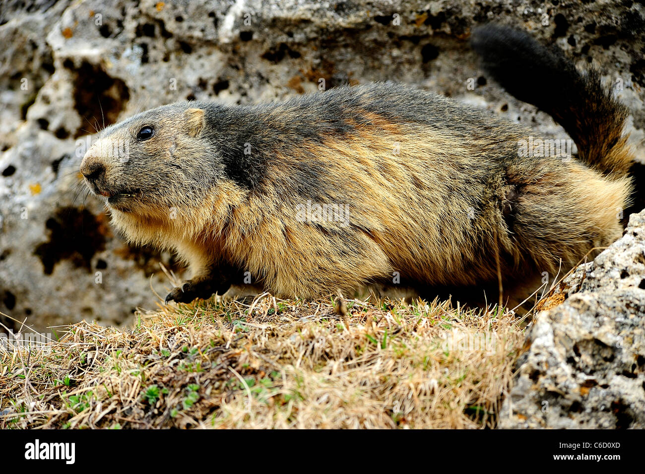 Alpine Marmot Scientific Name Marmota Marmota In Beaufortain Region French Alps Savoie Europe Stock Photo Alamy