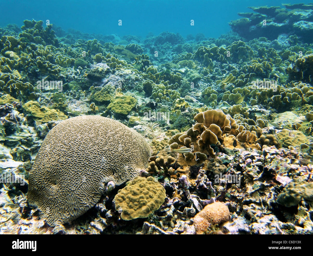 Caribbean sea underwater coral reef in Bocas del Toro, Panama, Central America Stock Photo