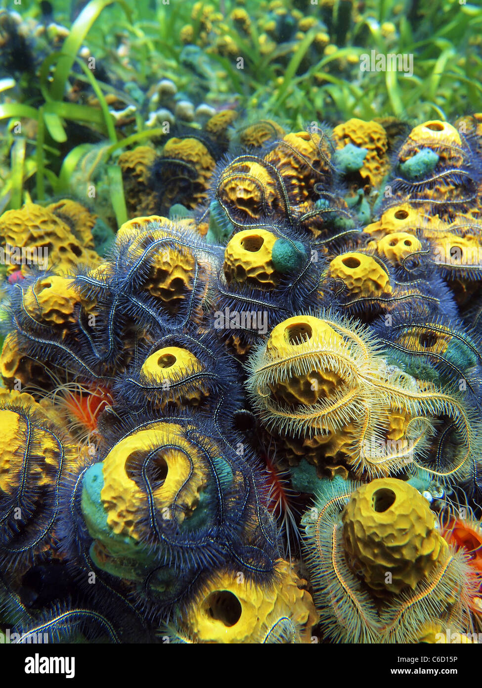 Close-up view of sea sponges and brittle stars in Bocas del Toro Stock Photo