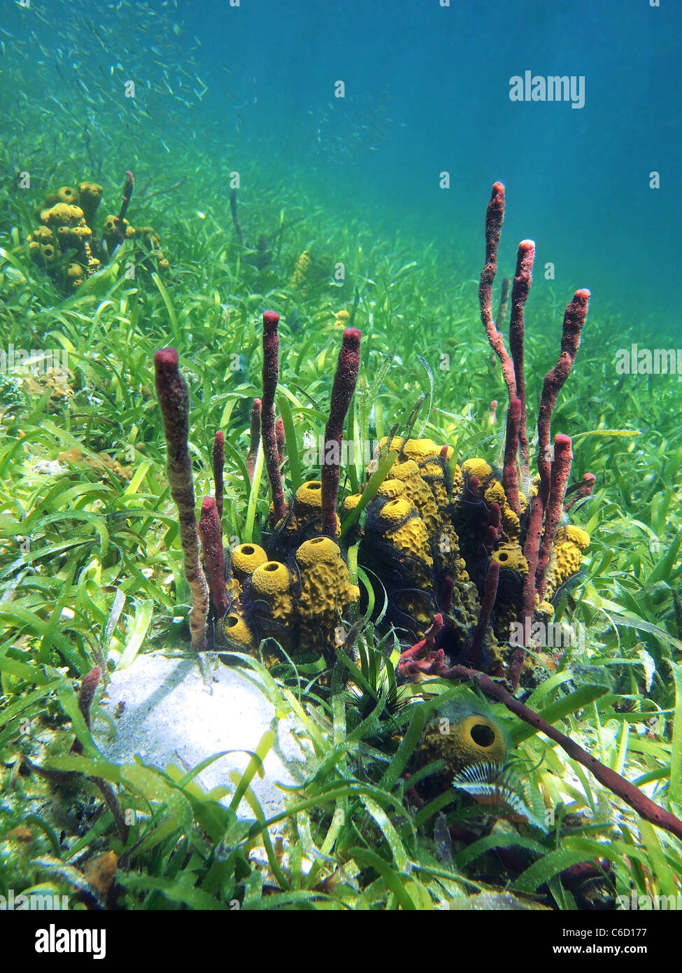 Colorful red and yellow tube sponges in the coral of Bocas del Toro Stock Photo