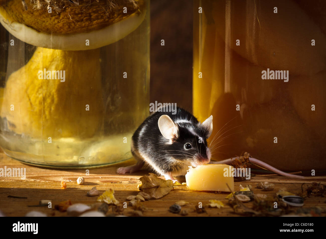 Small mouse eating cheese in larder Stock Photo Alamy