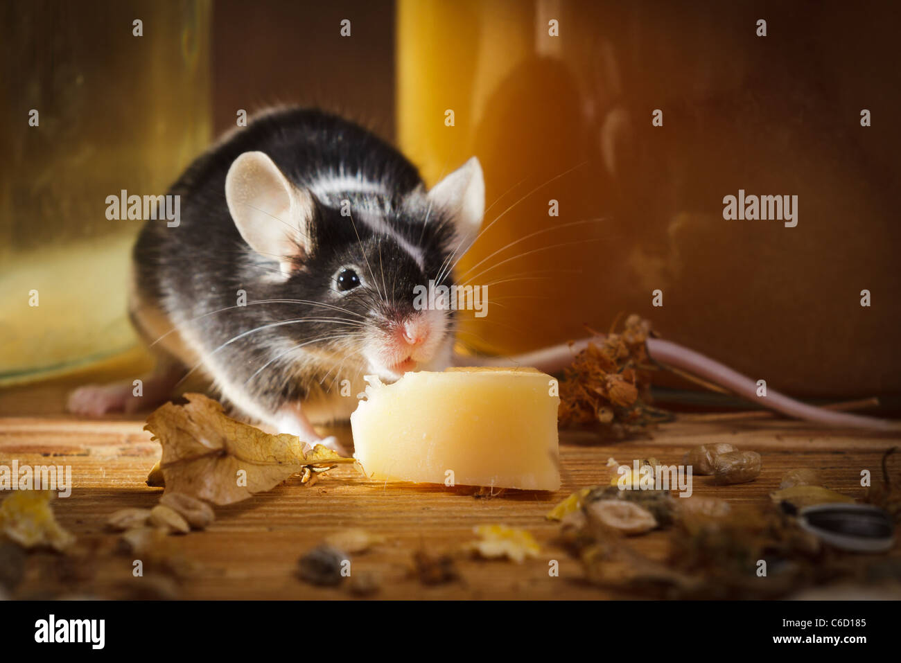 Small mouse eating cheese in basement Stock Photo Alamy