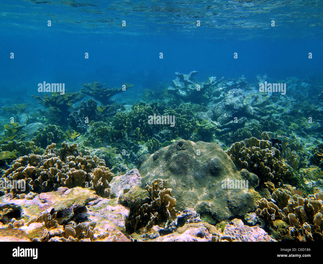 Underwater seascape coral reef in the Caribbean sea, Bocas del Toro, Panama, Central America Stock Photo