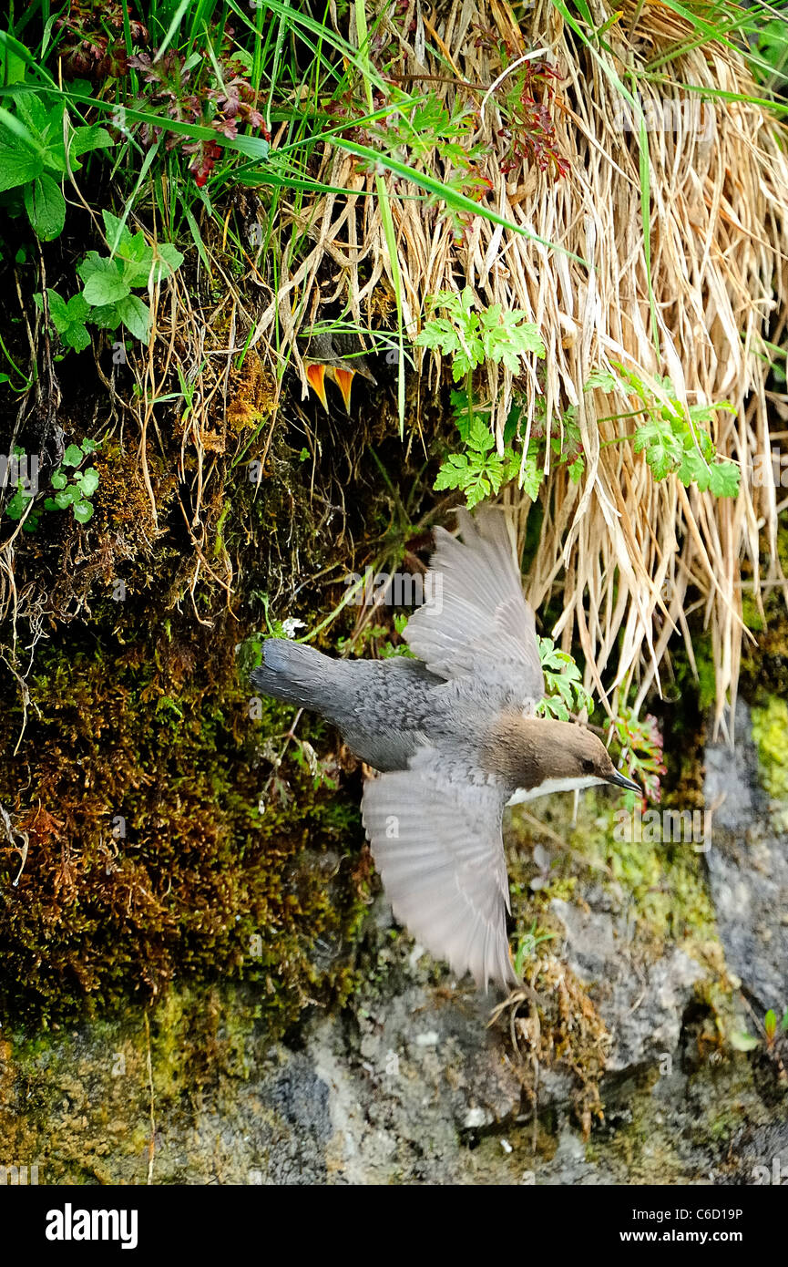 White-throated dipper (scientific name: Cinclus cinclus) in Beaufortain region, French Alps, Savoie, Europe Stock Photo