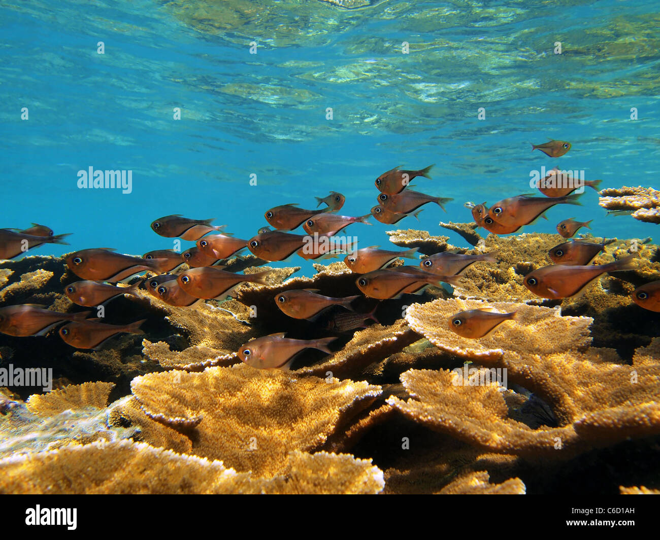 Shoal of glassy sweeper fish, Pempheris schomburgkii, with elkhorn coral, underwater in the Caribbean sea, Bocas del Toro, Panama, Central America Stock Photo