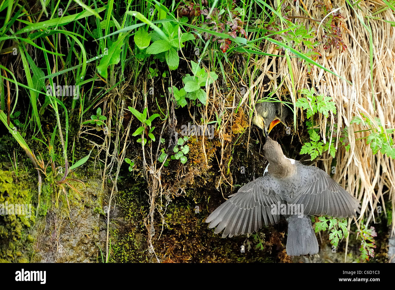 White-throated dipper (scientific name: Cinclus cinclus) in Beaufortain region, French Alps, Savoie, Europe Stock Photo