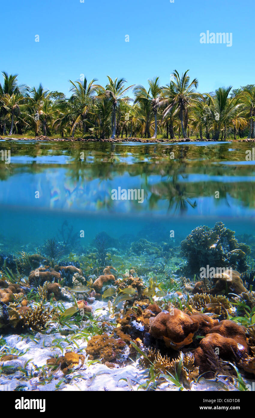 Surface and underwater view, coral with fish and coastline with coconut palm trees,  Caribbean sea, Central America, Panama, Bocas del Toro Stock Photo