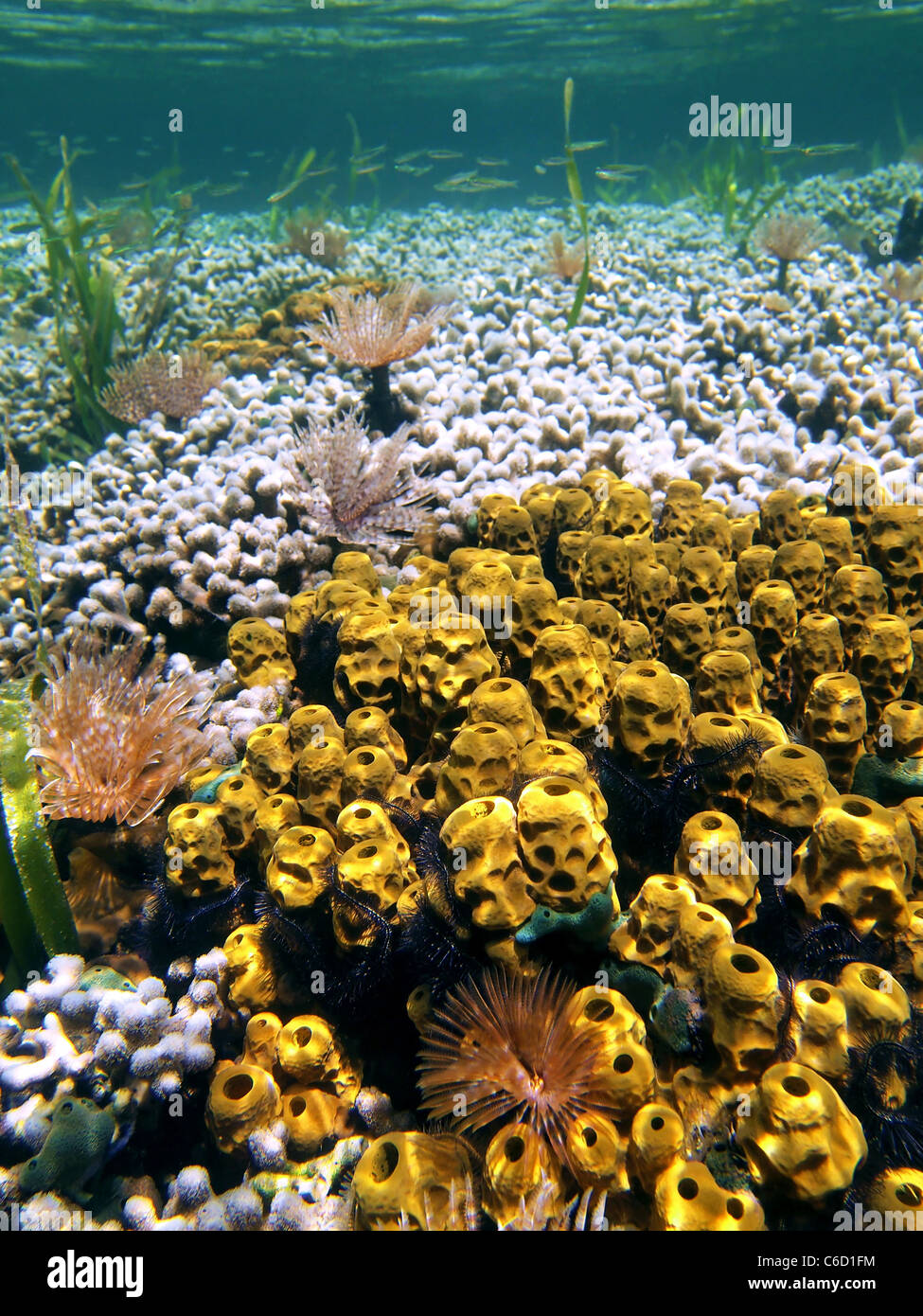 Yellow tube sponges with coral ans sea worms in Bocas del Toro Stock Photo