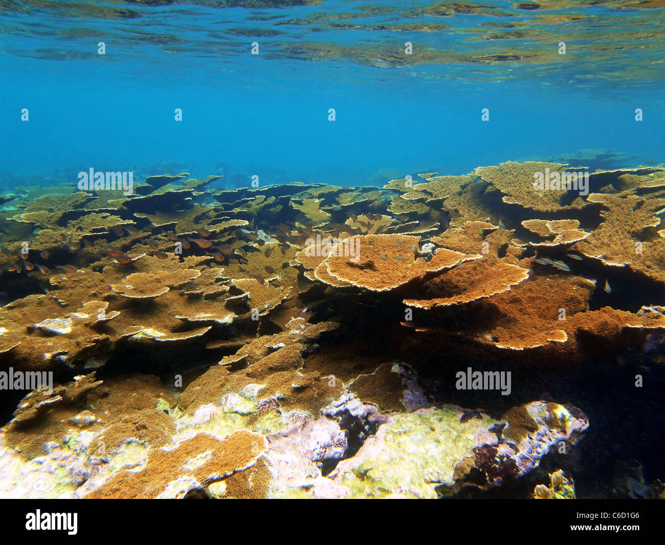 Coral reef with water surface in Bocas del Toro Stock Photo