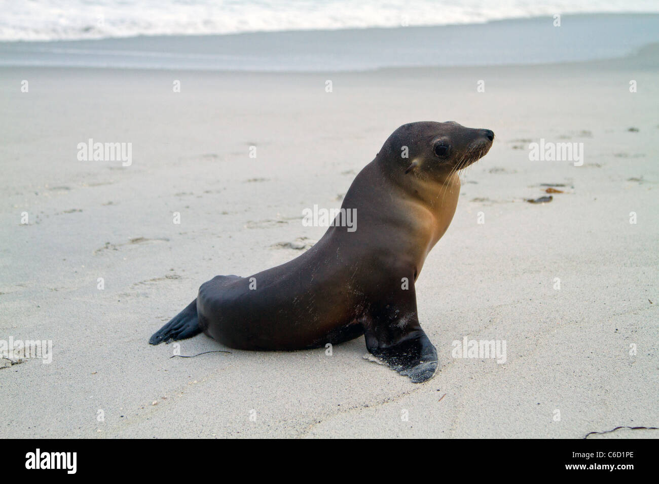 A baby seal on the Carmel Beach,Calfornia Stock Photo Alamy