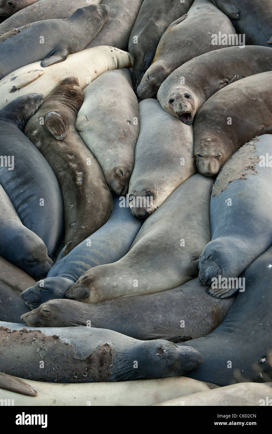 Northern Elephant Seals resting on beach near San Simeon, Piedras Blancas, Central California Coast, USA Stock Photo