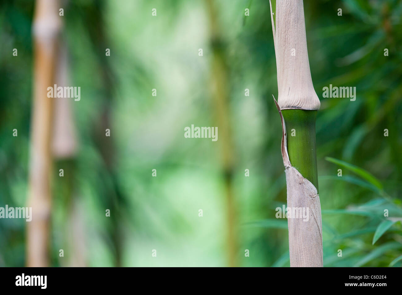 Chusquea culeou. Chilean bamboo canes and foliage. Selective focus Stock Photo