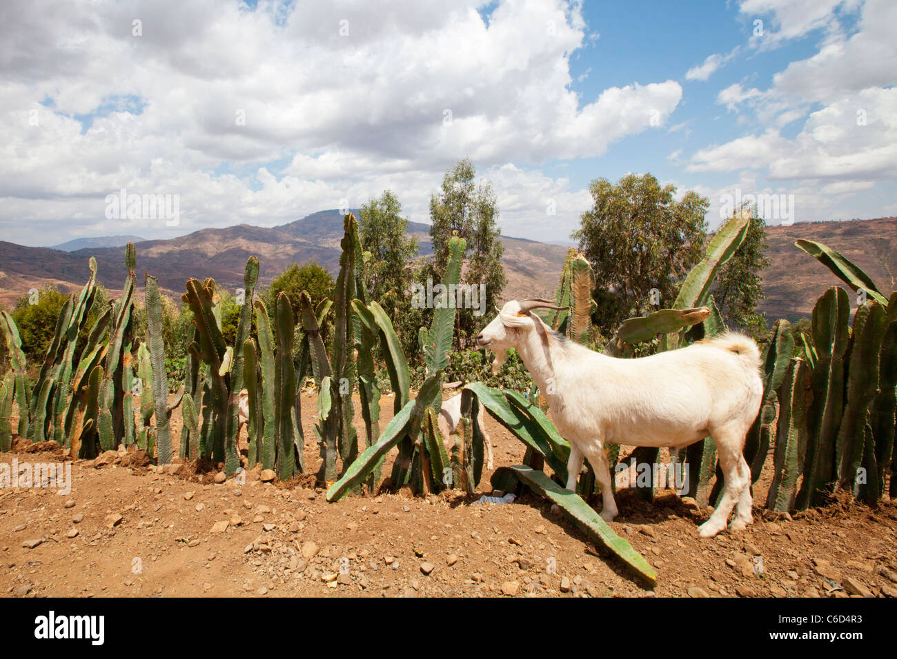 Ethiopian fence hires stock photography and images Alamy