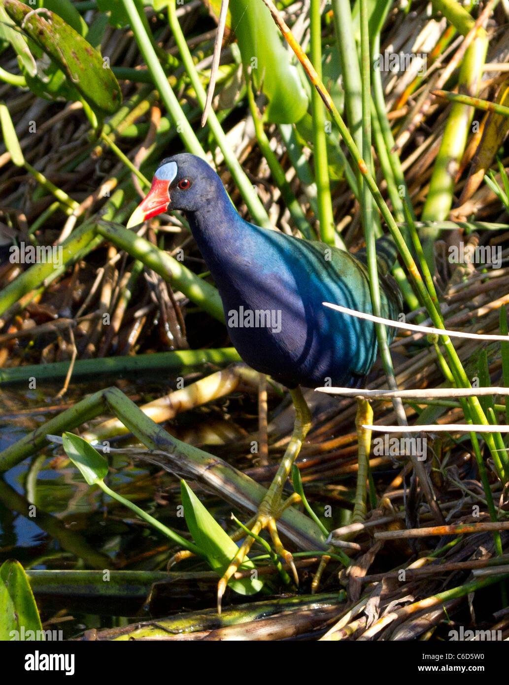 Purple Gallinule (Porphyrio martinica) in habitat Stock Photo