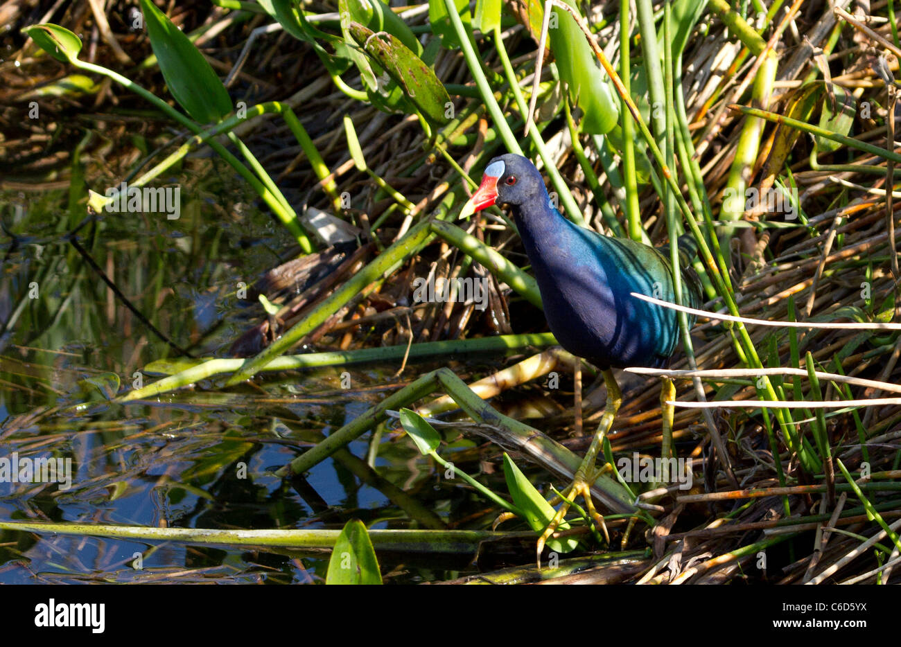 Purple Gallinule (Porphyrio martinica) in habitat Stock Photo